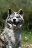 AKITA INU 418
